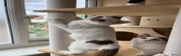 Munchkin cats for sale: Beautiful long legs Munchkin×BSH kittens  - Advert 13