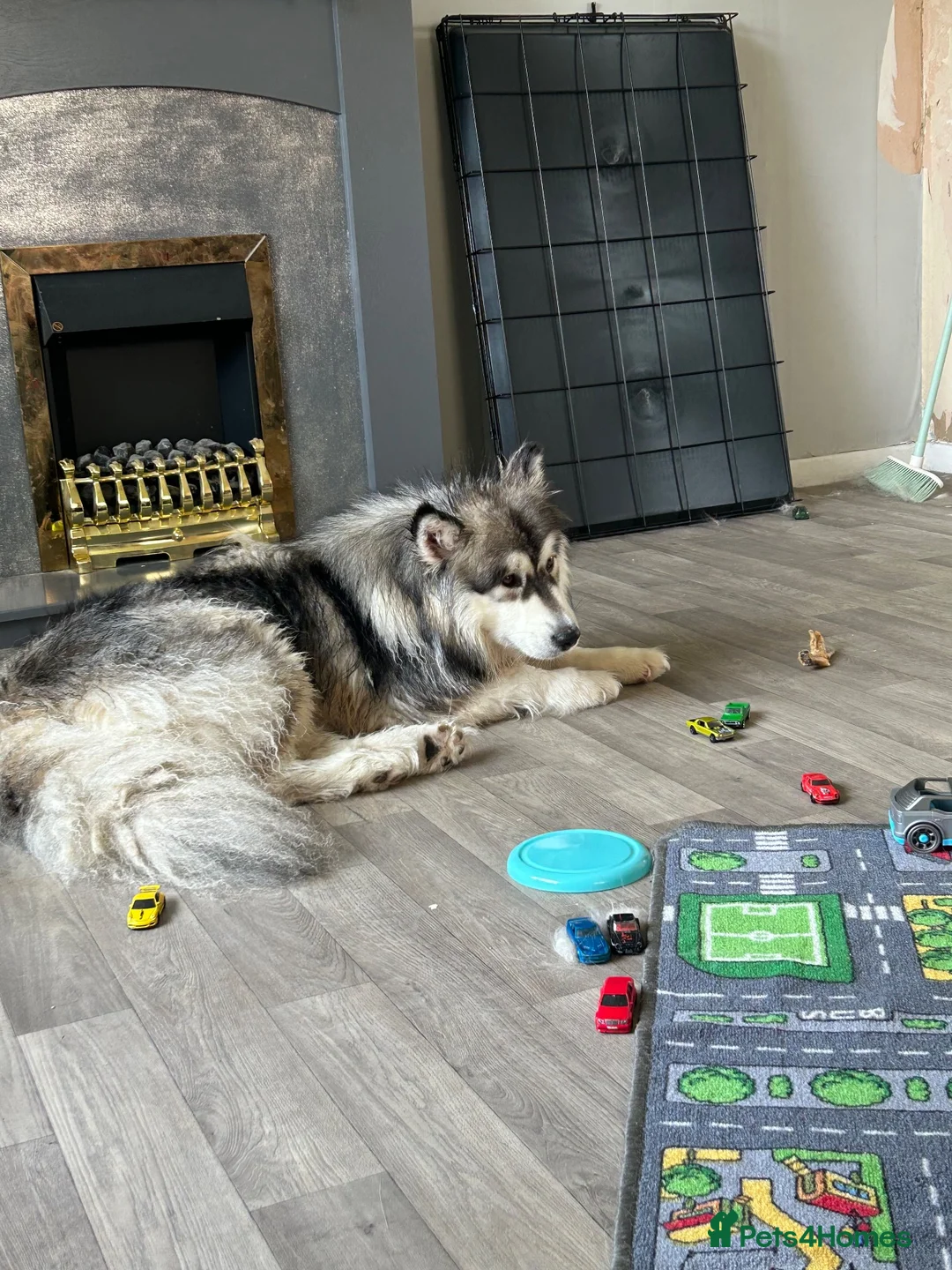 Alaskan Malamute dogs for sale: Beautiful girl for sale  - Advert 3