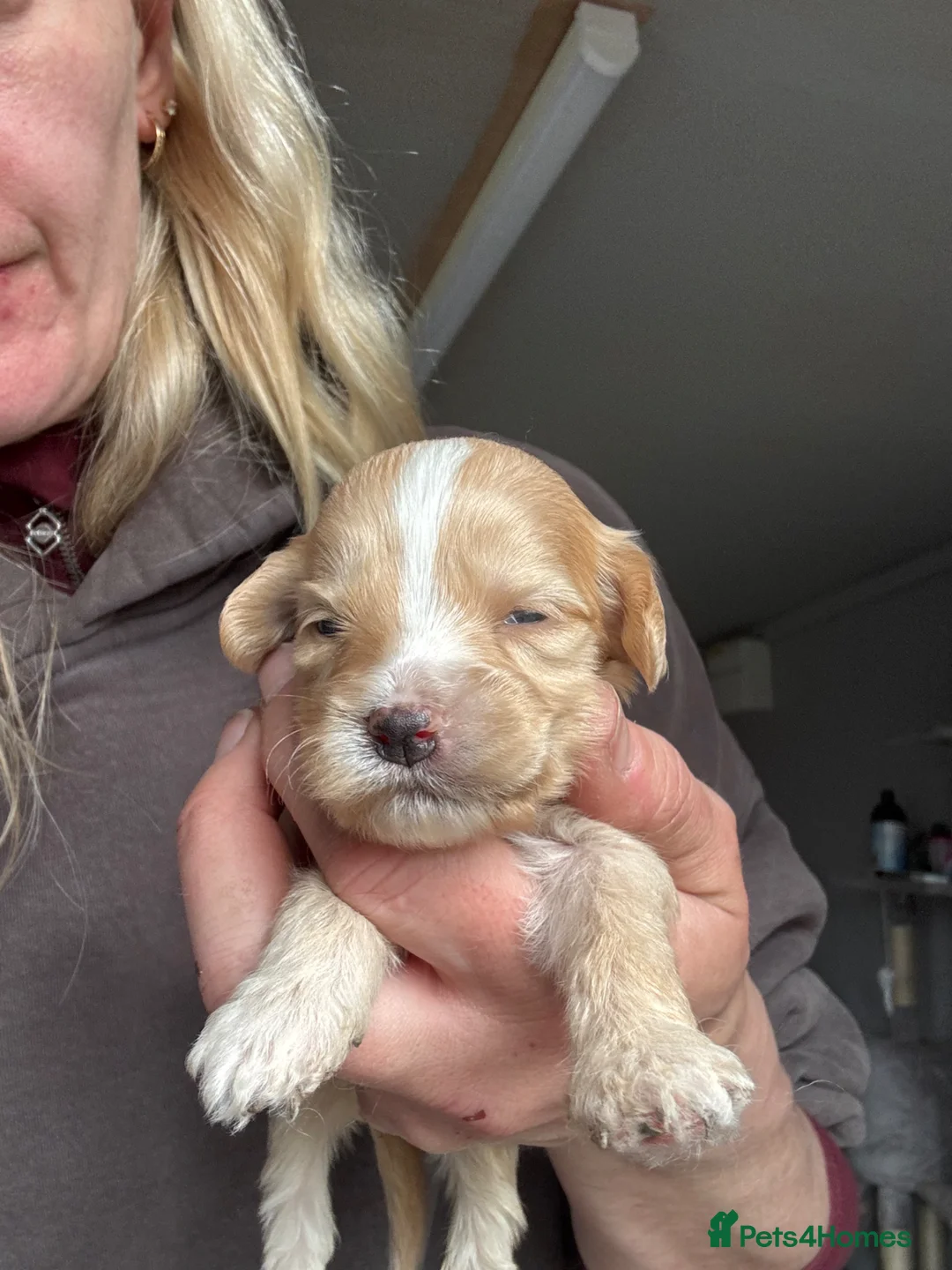 Cockapoo dogs for sale: 🩶 Beautiful Cockapoo Puppies 🩶 - Advert 1