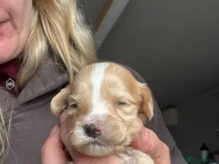 Cockapoo dogs 🩶 Beautiful Cockapoo Puppies 🩶 - Advert 1