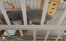 Parrots birds for sale: African grey  - Image 2