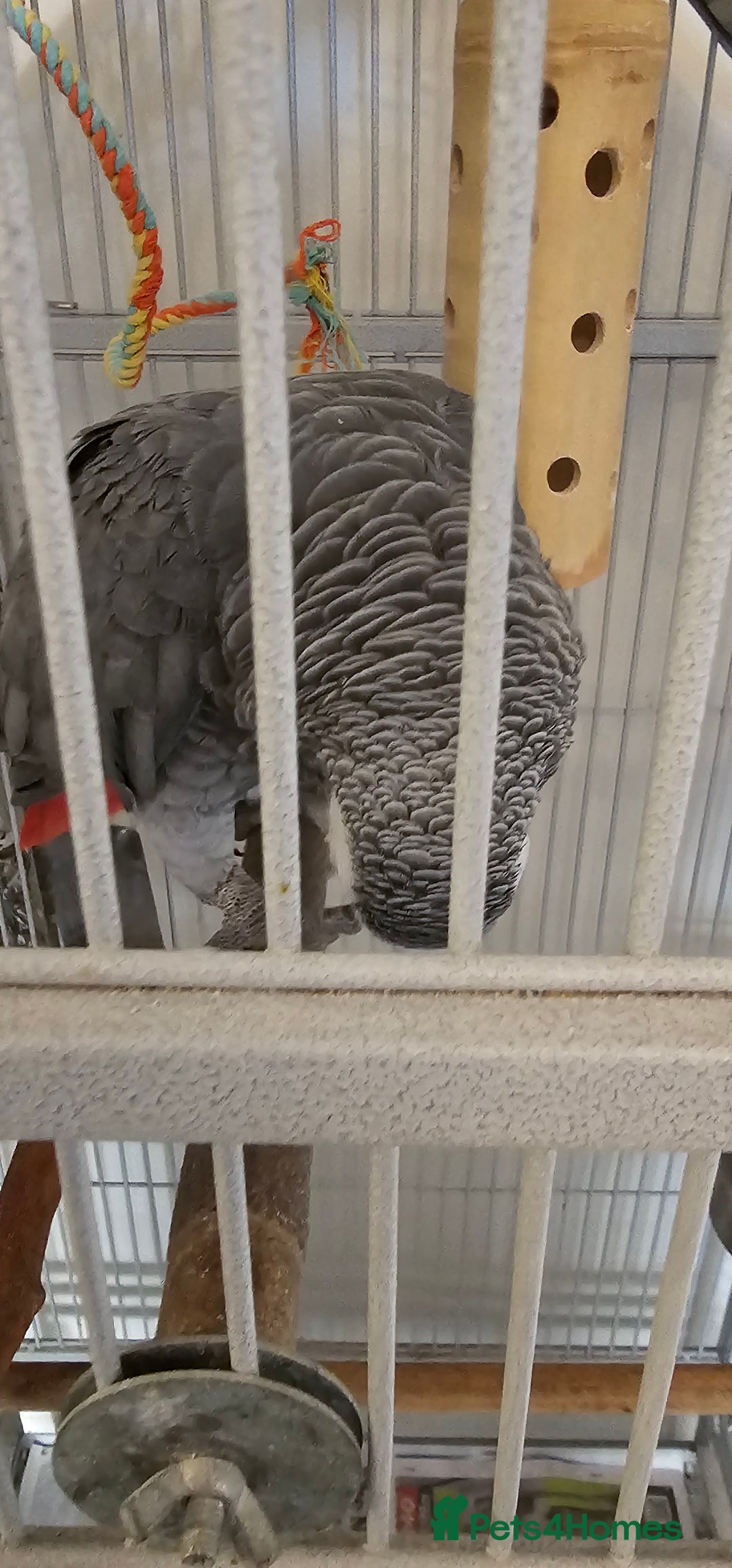 Parrots birds for sale: African grey  - Image 2