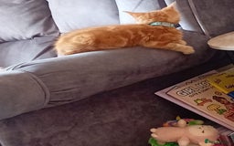 Mixed Breed cats for sale: Ginger little boy  - Image 3