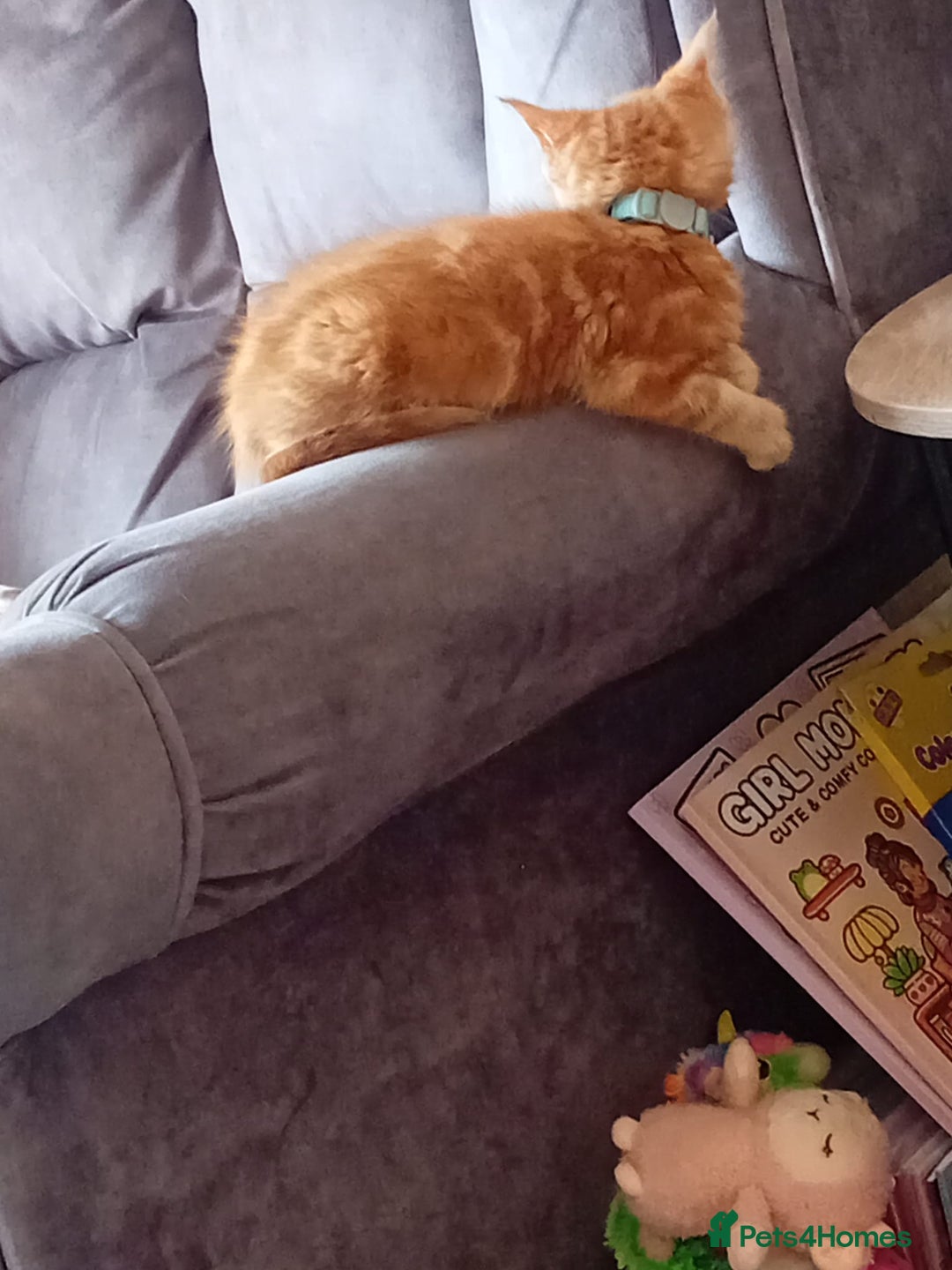 Mixed Breed cats for sale: Ginger little boy  - Image 3