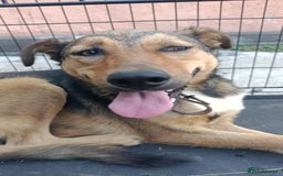 Mixed Breed dogs for adoption: LOLITA, a Superb young Girl - for a Loving HOME - Image 6