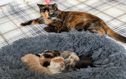 Mixed Breed cats for sale: Beautiful healthy kittens 😍😍 - Image 16