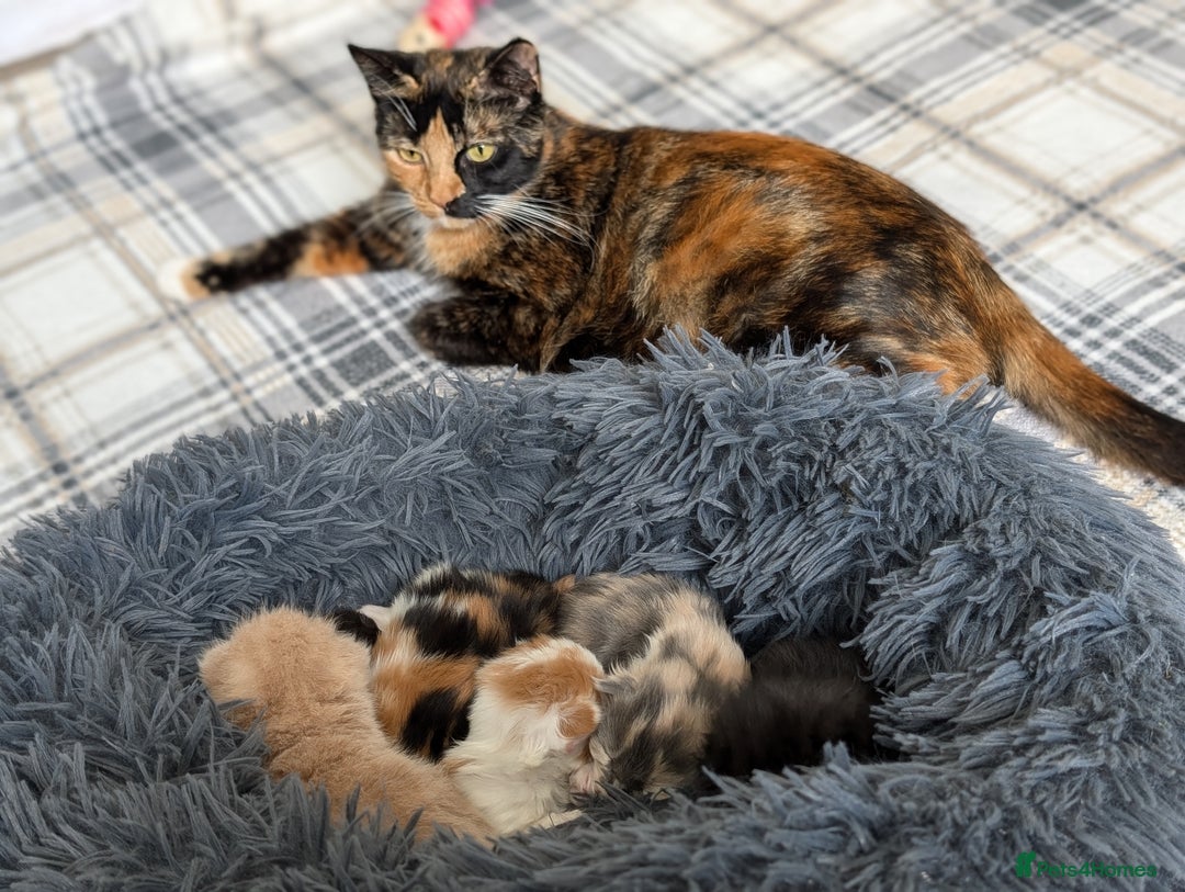 Mixed Breed cats for sale: Beautiful healthy kittens 😍😍 - Image 16