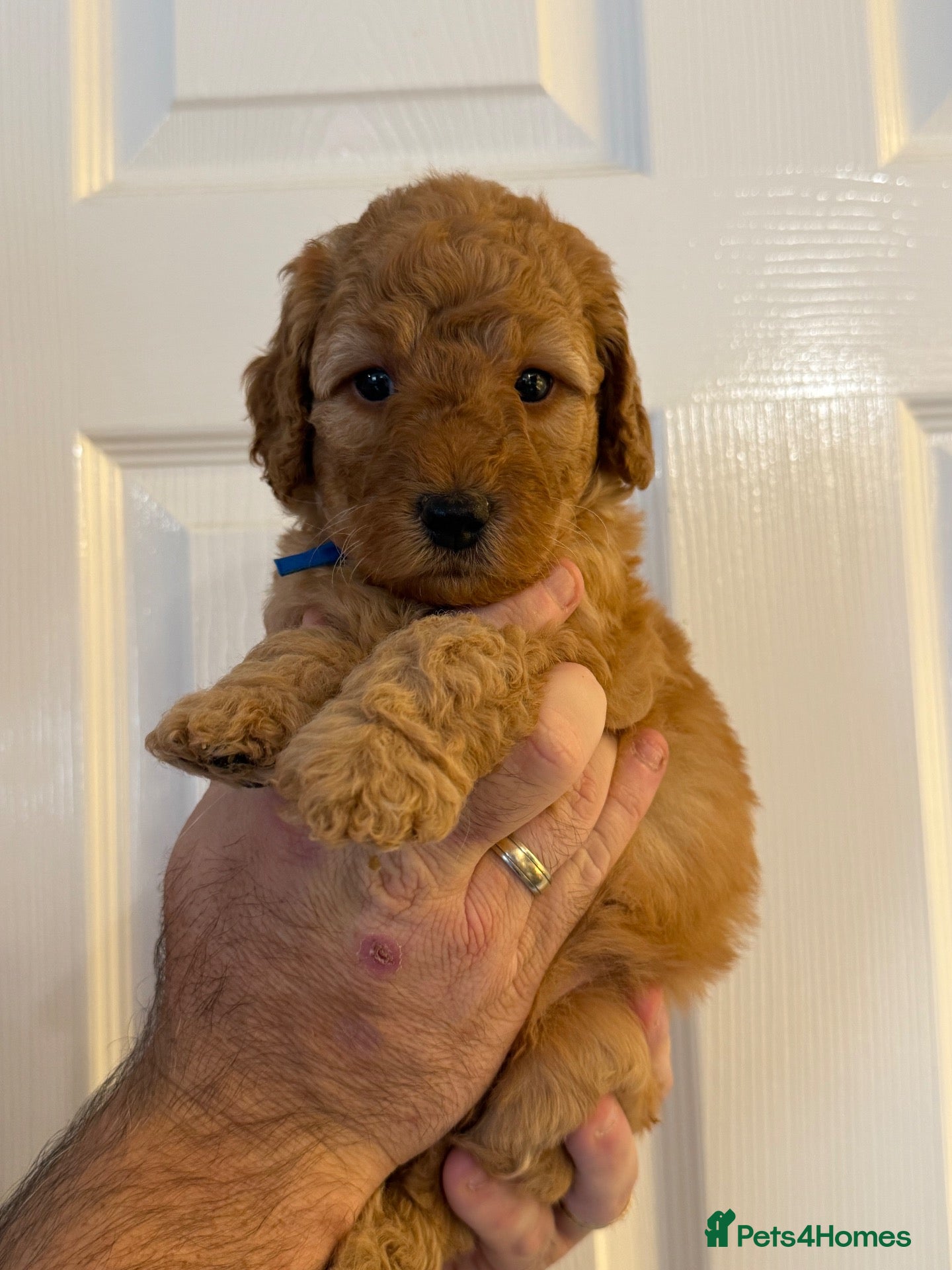 Labradoodle dogs  F1BB Miniature Labradoodle Puppies – Home Raised - Advert 2