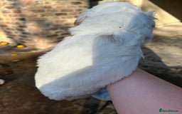 Clumber Spaniel dogs for sale: Clumber spaniel Puppies For Sale COI 6.4% - Advert 14