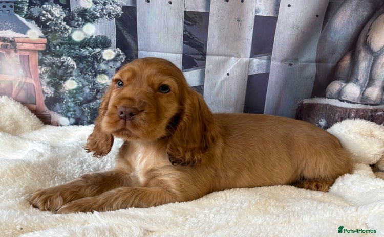 Cocker Spaniel dogs Outstanding KC Show Cocker Spaniel Male - Advert 3