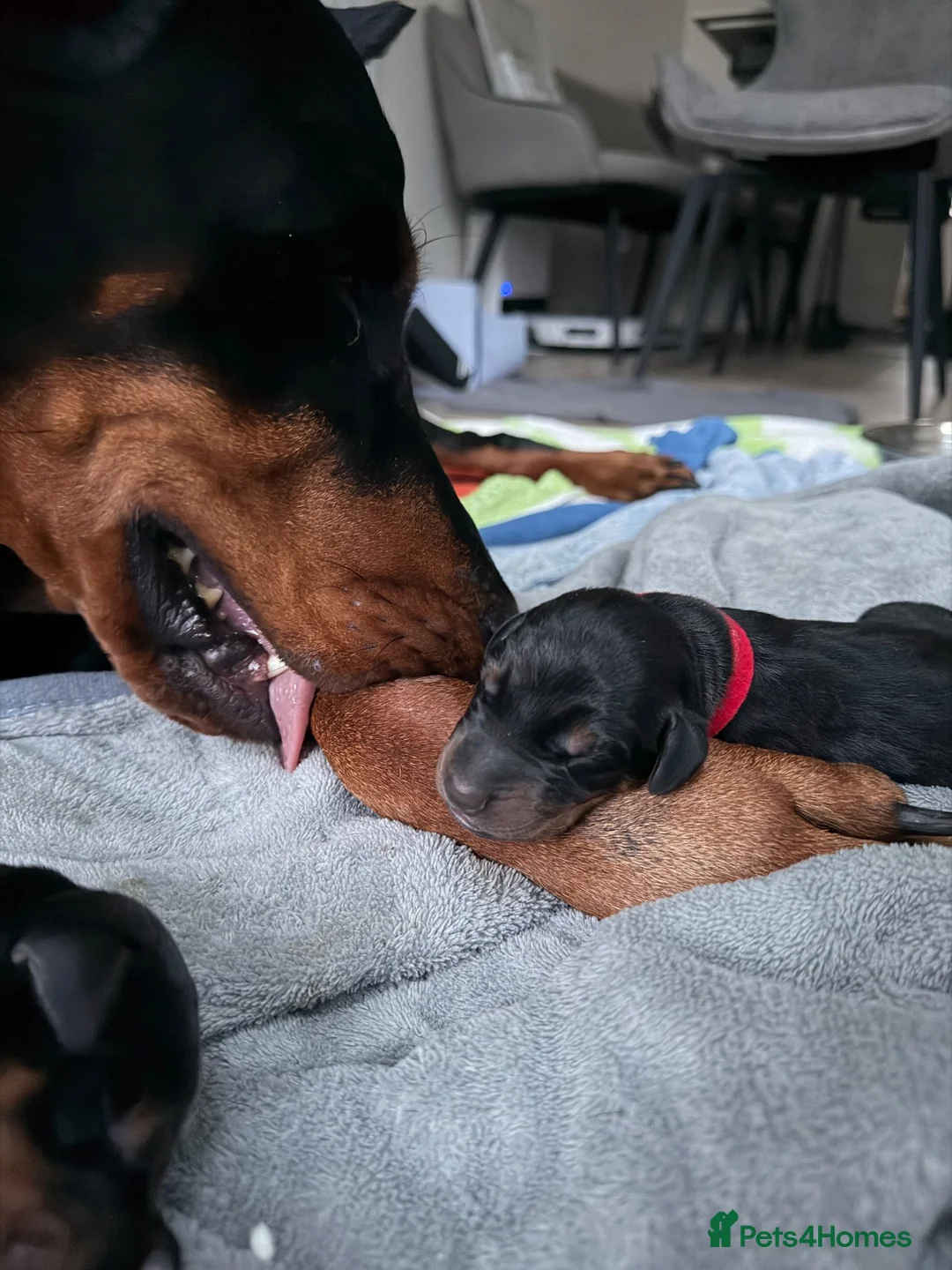 Dobermann dogs for sale: European Doberman puppies! - Advert 24
