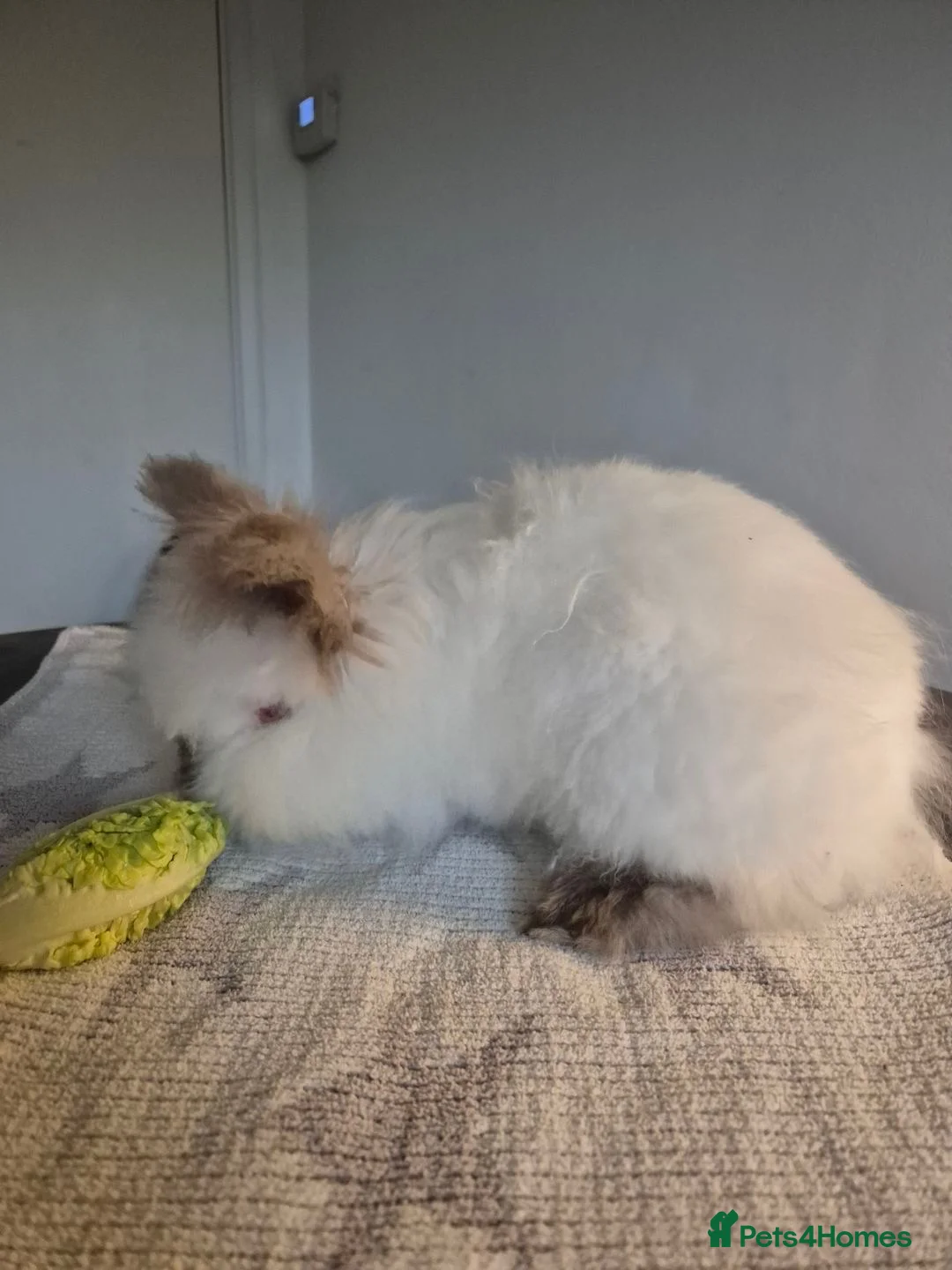 Mixed Breed rabbits for sale: Female rabbit for sale  in Aldeburgh - Advert 2