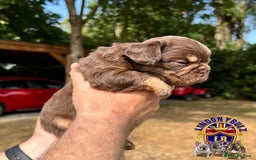 French Bulldog dogs for sale: QUALITY FLUFFY FRENCH BULLDOG PUPPIES - Image 2