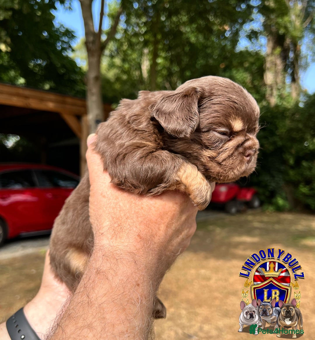 French Bulldog dogs for sale: QUALITY FLUFFY FRENCH BULLDOG PUPPIES - Image 2