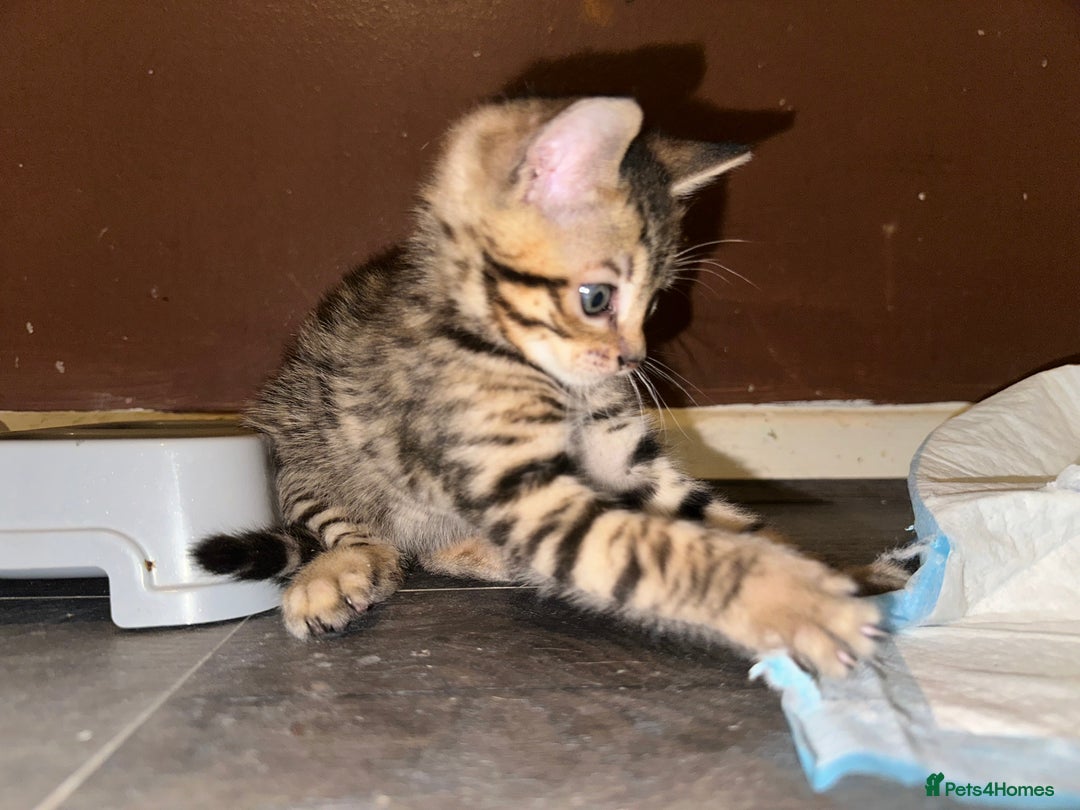 Bengal cats for sale: Snow Lynx, Marble & Brown Rosette Bengals - Image 18