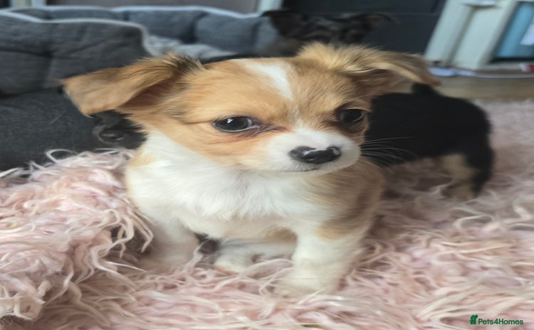 Chihuahua dogs - Advert 7