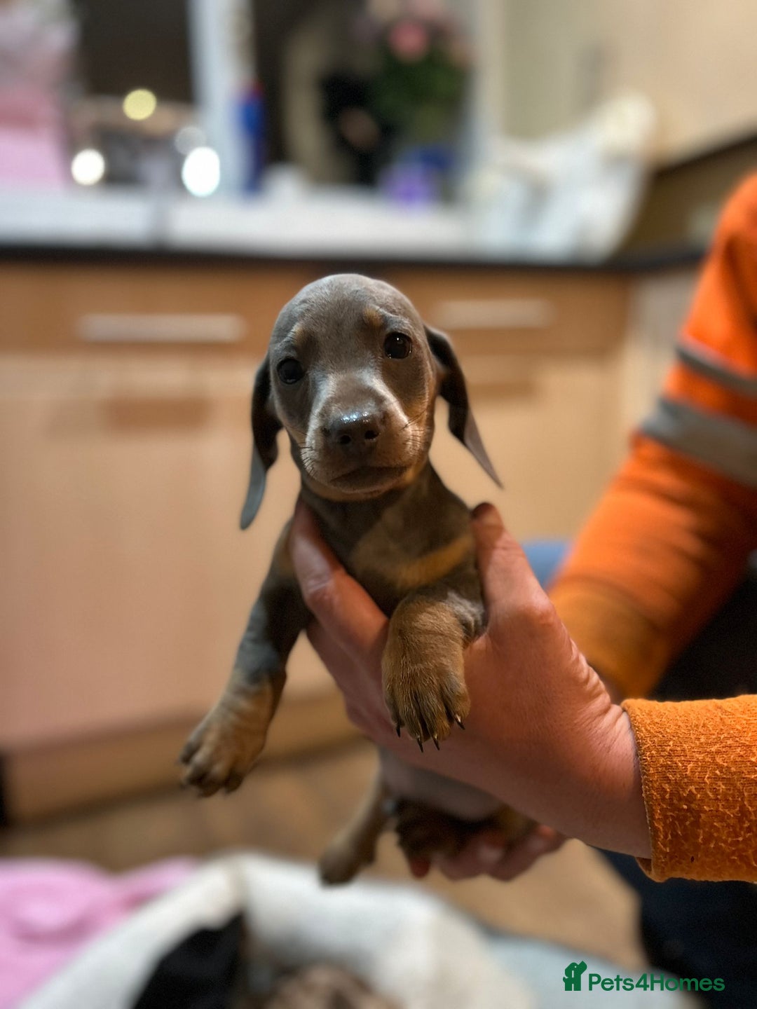 Miniature Dachshund dogs for sale: Stunning rainbow litter mini dachshunds - Advert 30