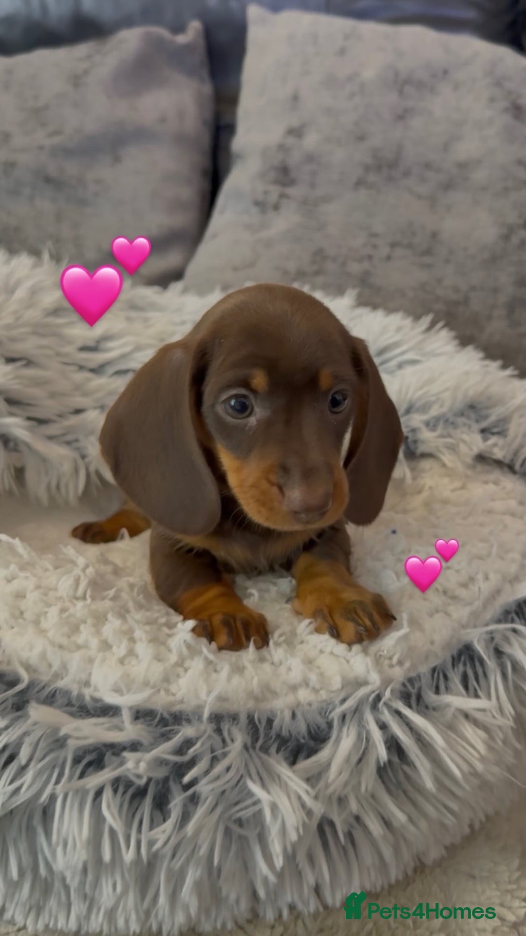 Miniature Dachshund dogs Ready now last Female 💕 miniature Dashound puppy  - Advert 1