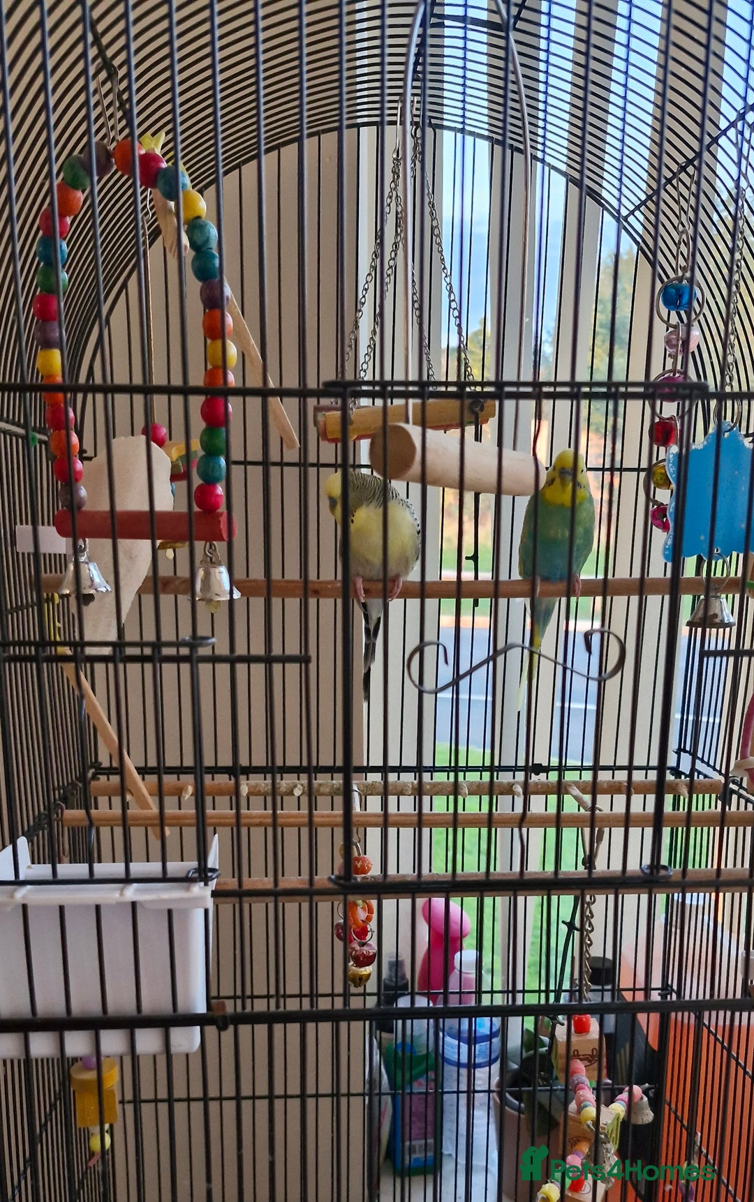 Budgerigars birds for sale: 2 male budgies  - Image 3