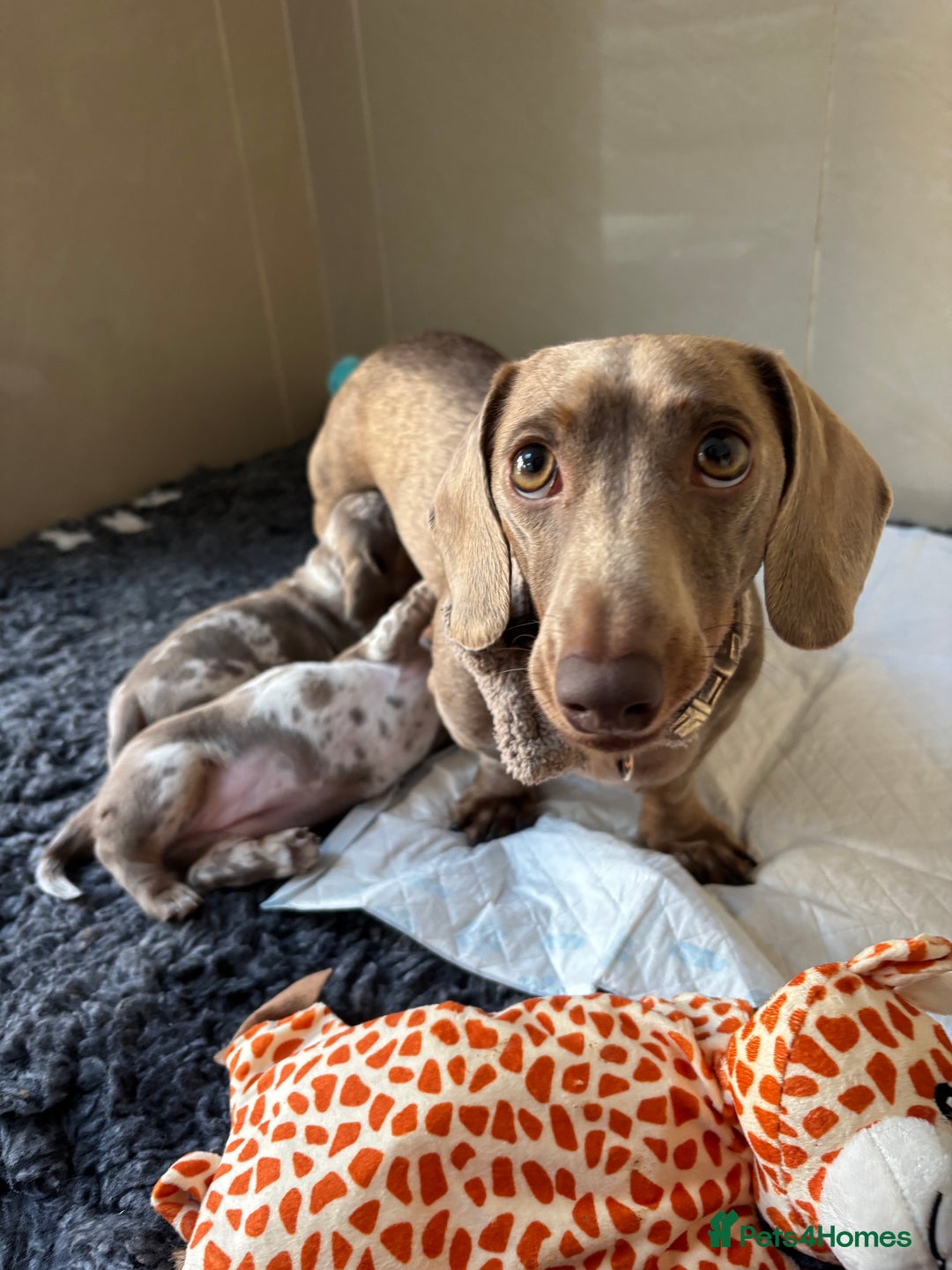 Miniature Dachshund dogs for sale: Miniature dachshund girl  - Advert 10