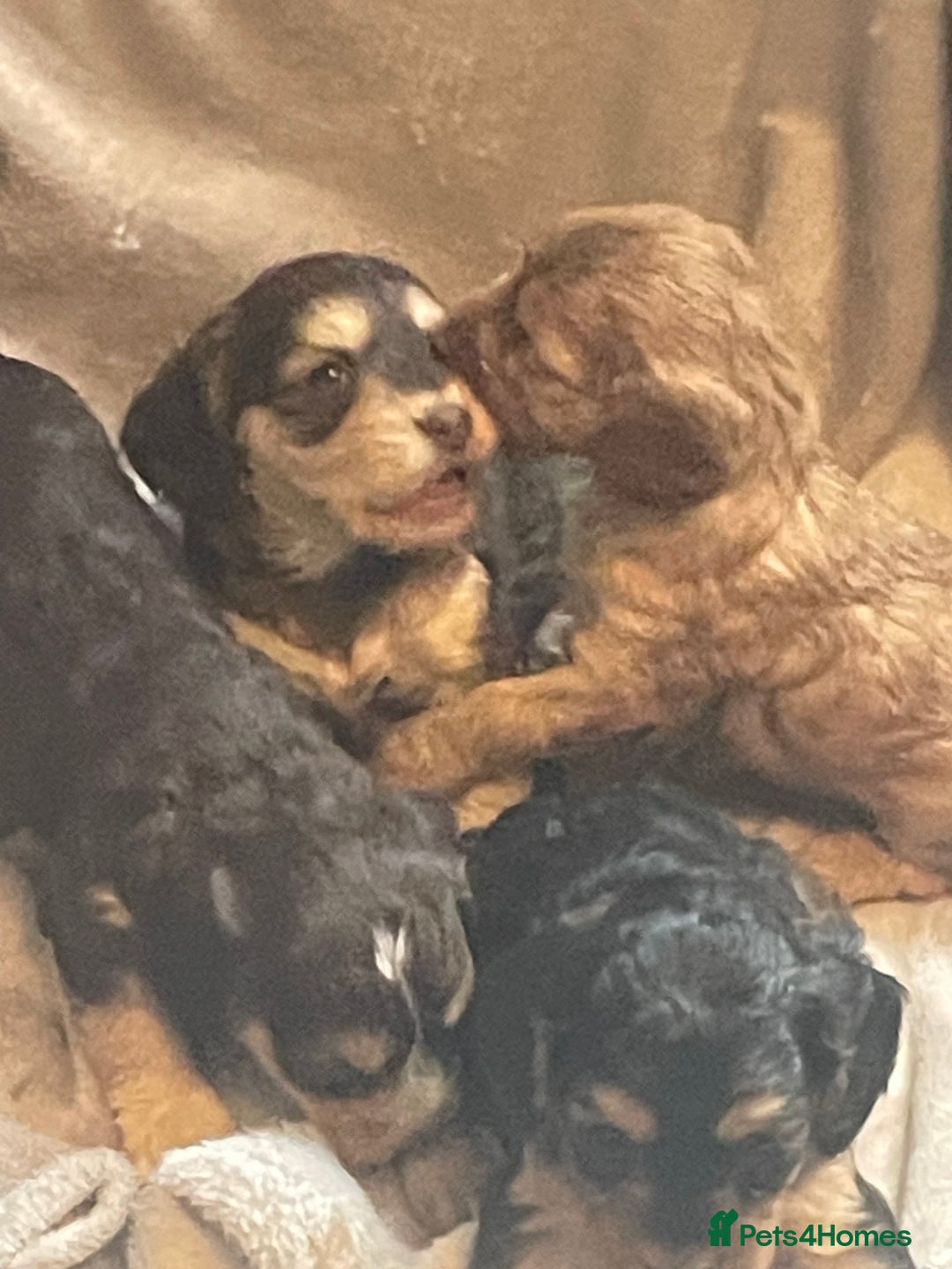 Cockapoo dogs for sale: Stunning sable cockapoos  - Advert 3