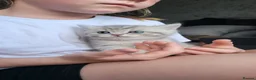 British Shorthair cats for sale: British Shorthair kittens  - Advert 18