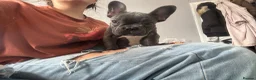French Bulldog dogs for sale: 2 blue frenchies looking for their forever home - Advert 8