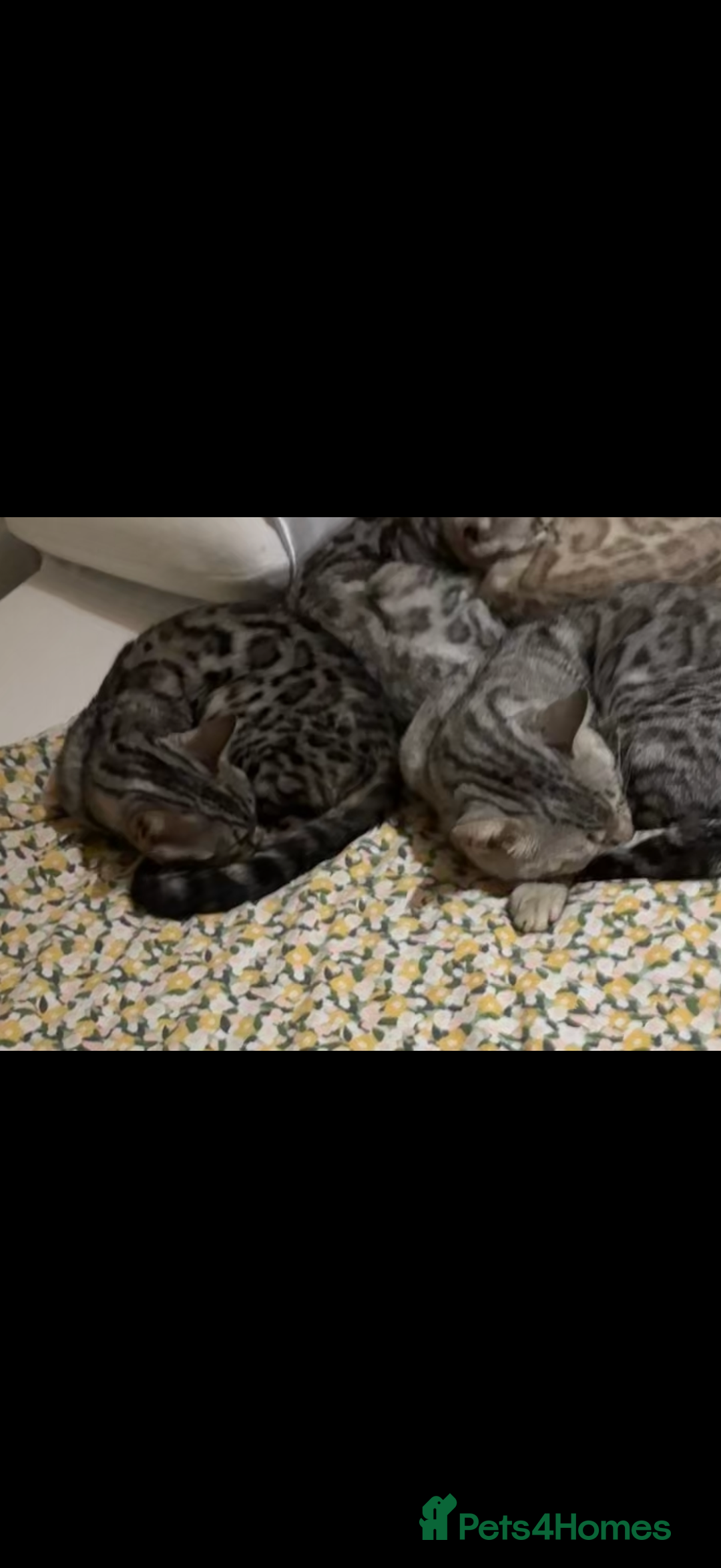 Bengal cats for sale: bengal cat looking for loving home - Advert 5