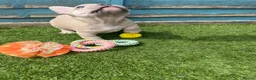French Bulldog dogs for sale: 5 frenchbull dog puppes - Advert 5