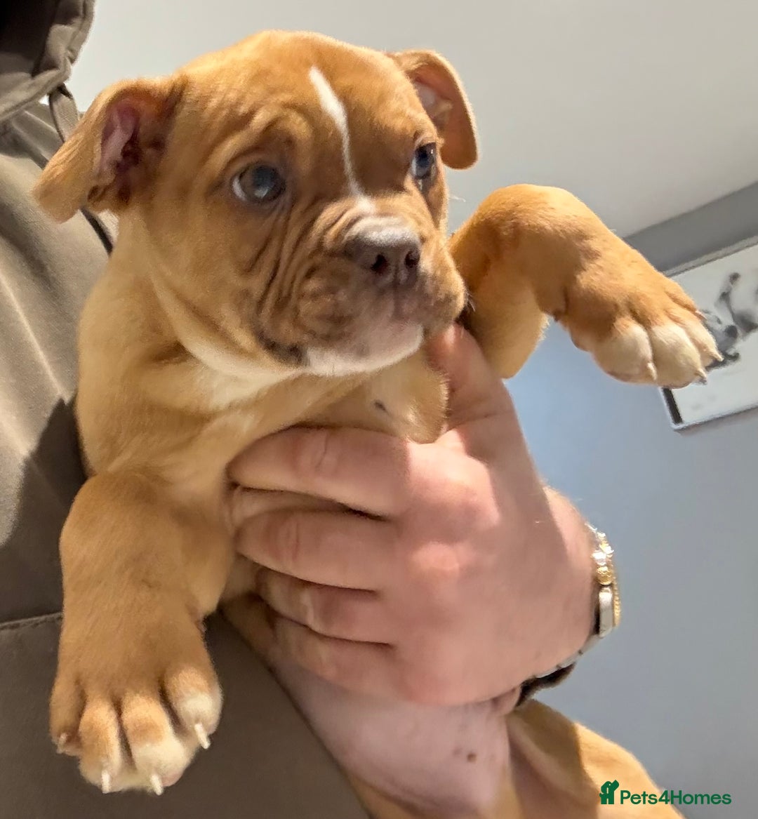Alapaha Blue Blood Bulldog dogs for sale: ALAPAHA BLUE BLOOD BULLDOGS  - Advert 4