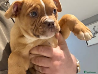 Alapaha Blue Blood Bulldog dogs ALAPAHA BLUE BLOOD BULLDOGS - Advert 6