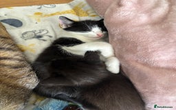 Mixed Breed cats for sale: Mix breed 3 boys 2 girls  - Image 6