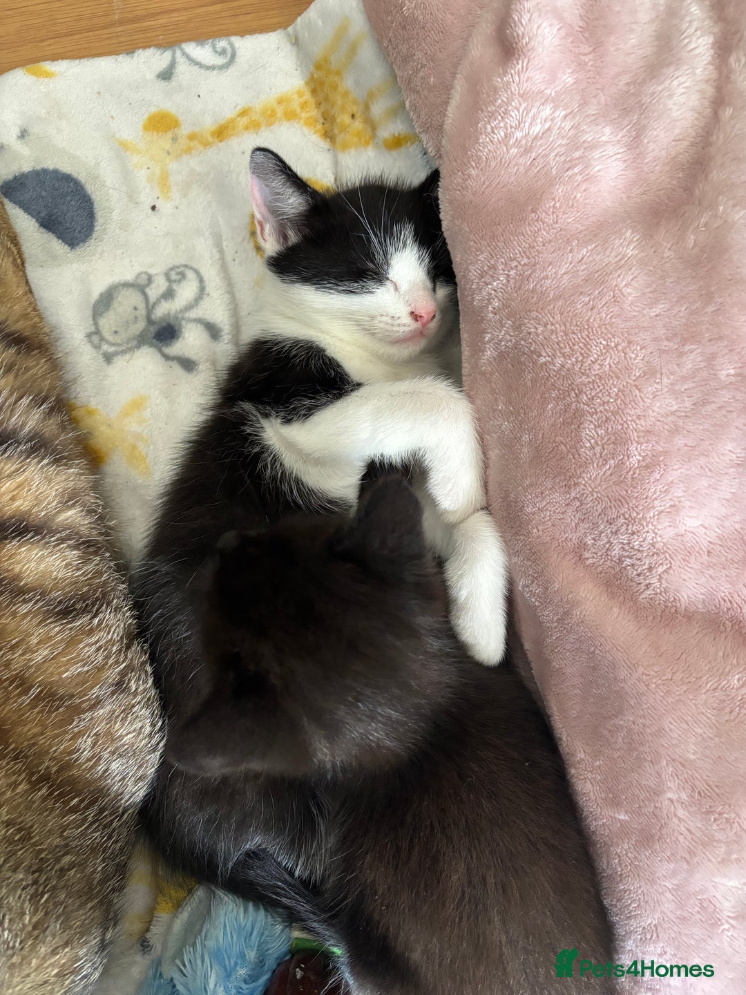 Mixed Breed cats for sale: Mix breed 3 boys 2 girls  - Image 6