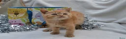 Persian cats for sale: (1 LEFT) Adorable Purebred Persian Kittens!!! - Advert 3