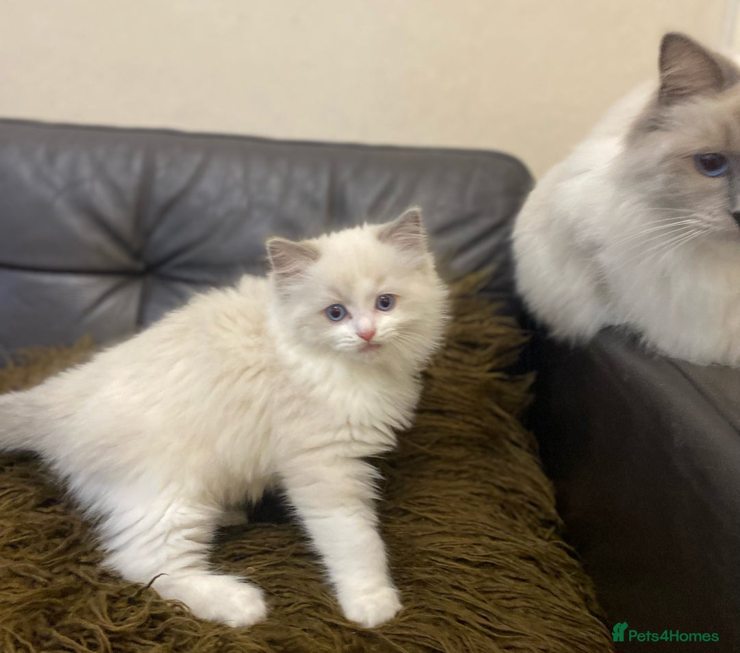 Ragdoll cats for stud: Ragdoll Male GCCF and TICA for stud duties in London - Image 6