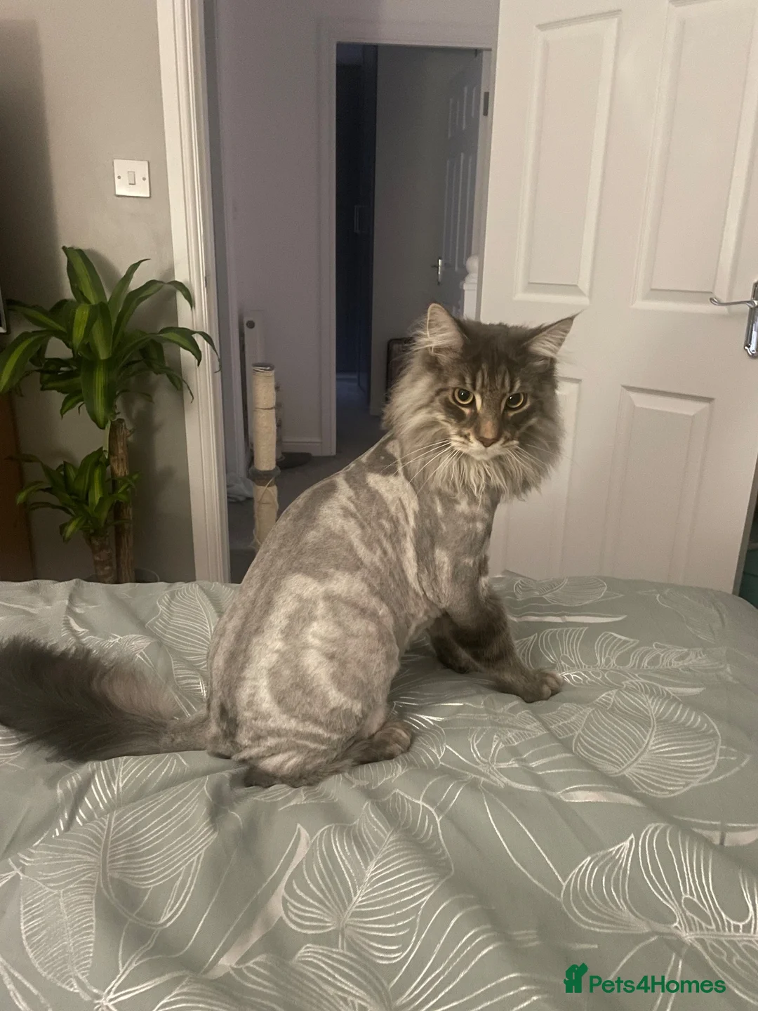 Maine Coon cats for sale: Two cats needing new homes  in Bolton - Advert 5