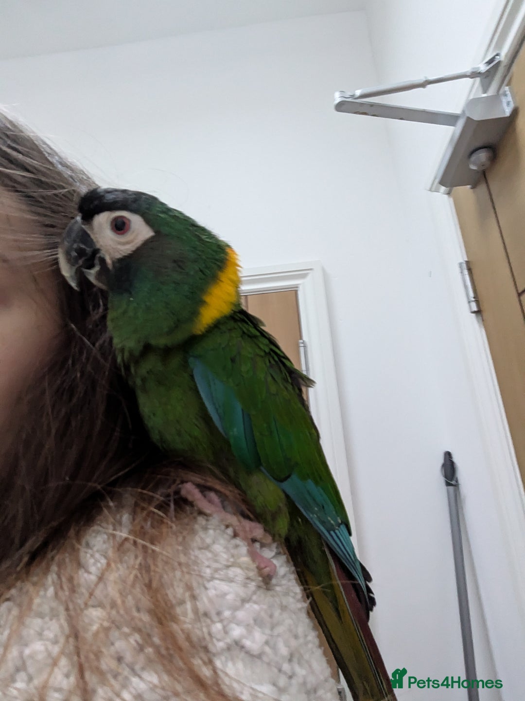 Macaws birds for sale: Golden collard Macaw Yellow collard Macaw  - Advert 7