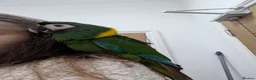 Macaws birds for sale: Golden collard Macaw Yellow collard Macaw  - Advert 8