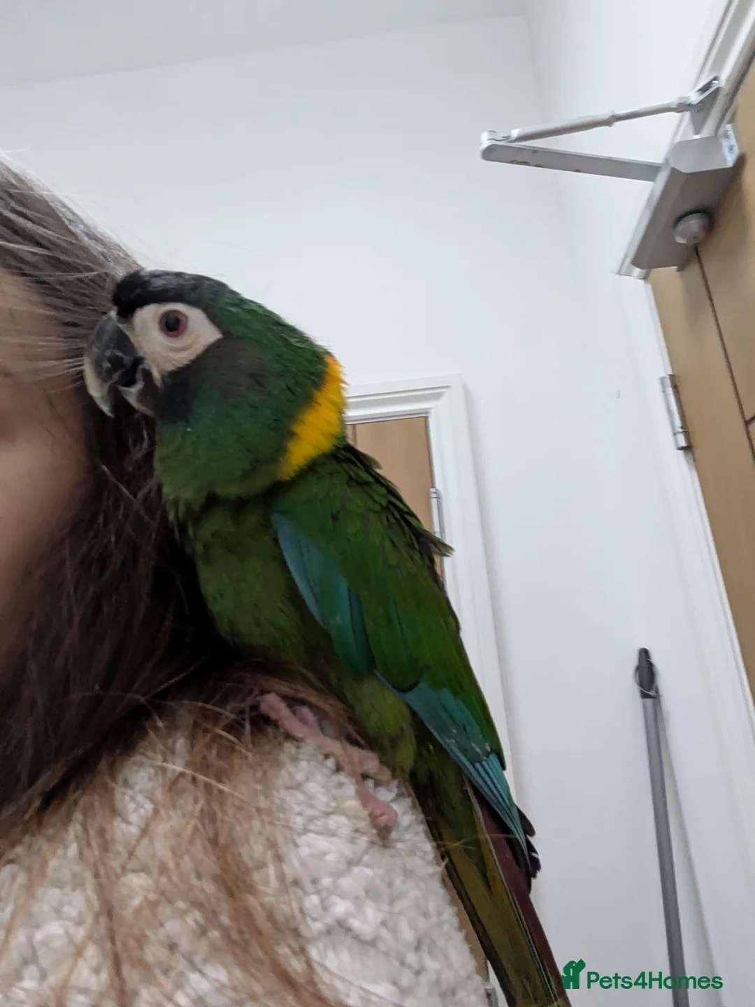 Macaws birds for sale: Golden collard Macaw Yellow collard Macaw  - Advert 8