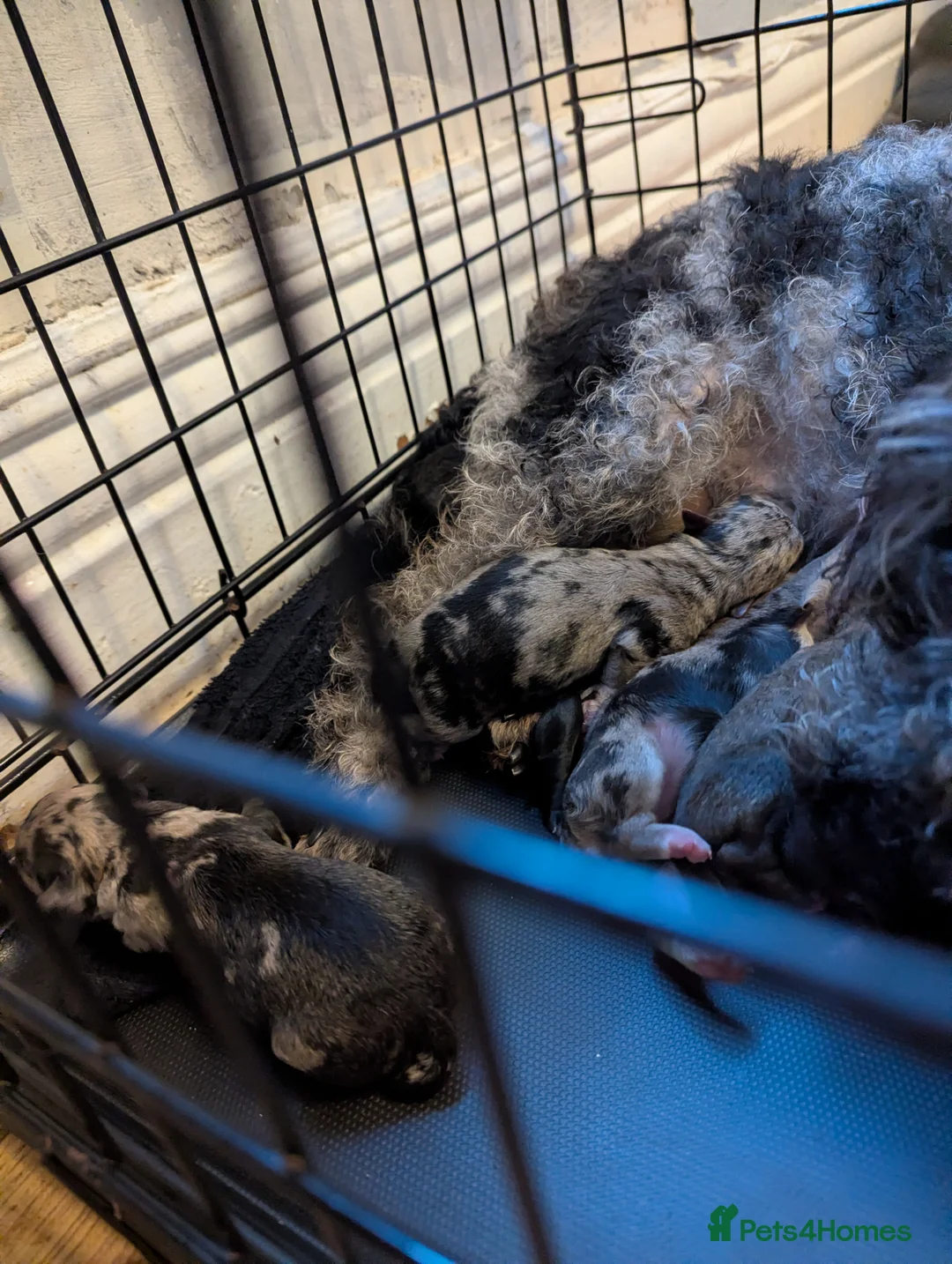 Mixed Breed dogs for sale: Lakdoodle/Malchi puppies  - Advert 2