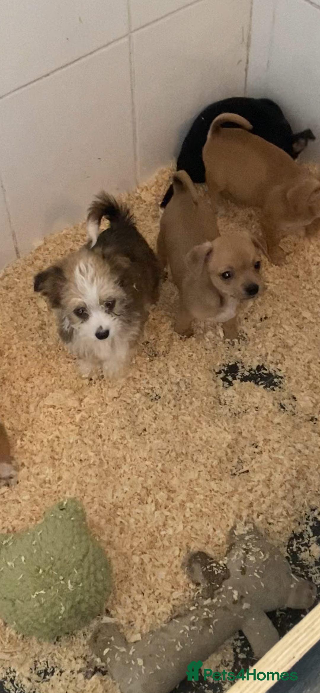 Mixed Breed dogs for sale: Jack x chi babies now available  - Advert 2