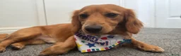 Dachshund dogs for stud: Red Long Haired Dachshund Stud in Prescot - Advert 2