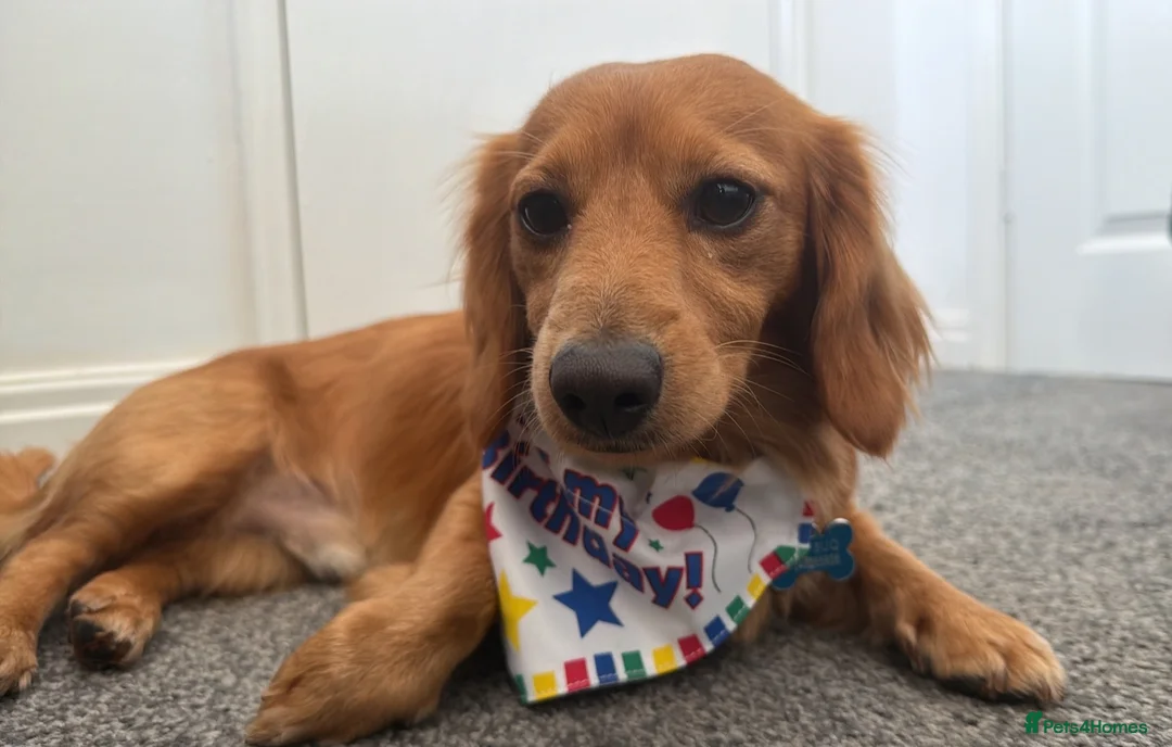 Dachshund dogs for stud: Red Long Haired Dachshund Stud in Prescot - Advert 2