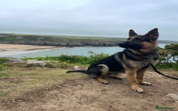 German Shepherd dogs for stud: Kc Reg fully health tested German Shepherd Stud  in Welshpool - Image 17