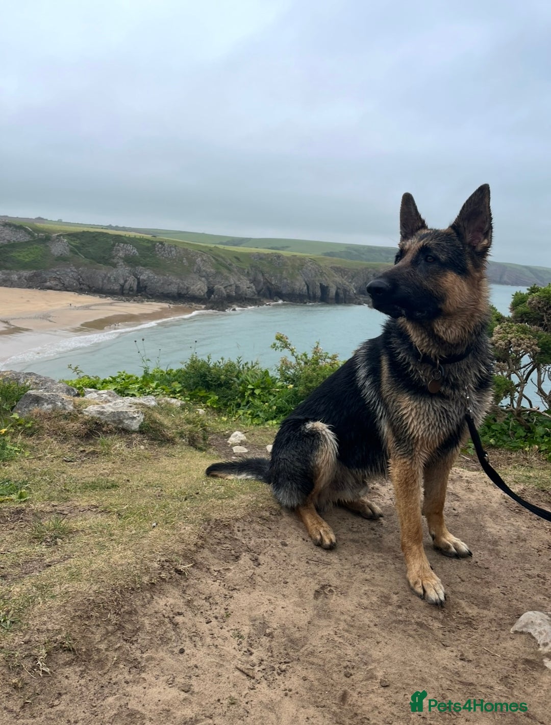 German Shepherd dogs for stud: Kc Reg fully health tested German Shepherd Stud  in Welshpool - Image 17