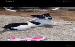 Jack Russell dogs for sale: Russle - Image 2