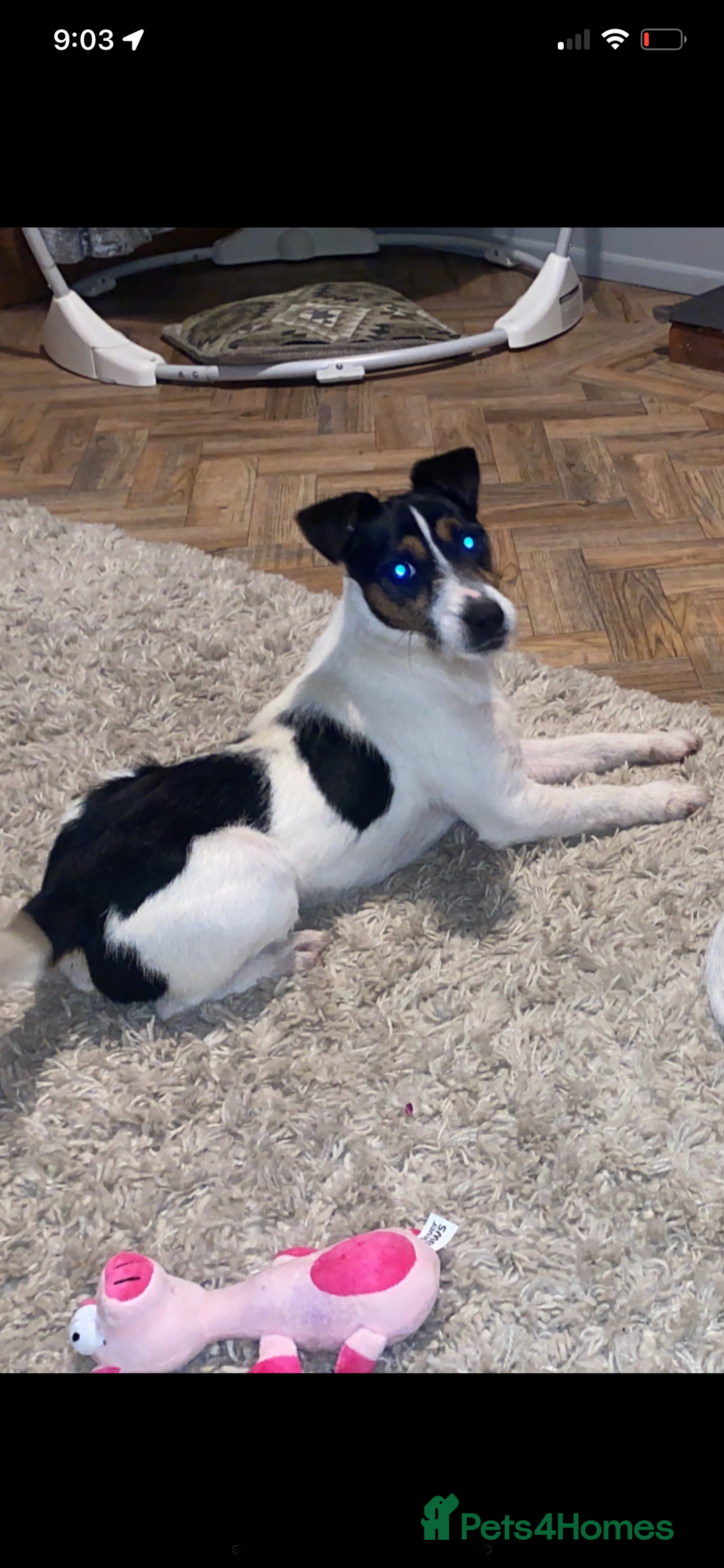 Jack Russell dogs for sale: Russle - Image 2