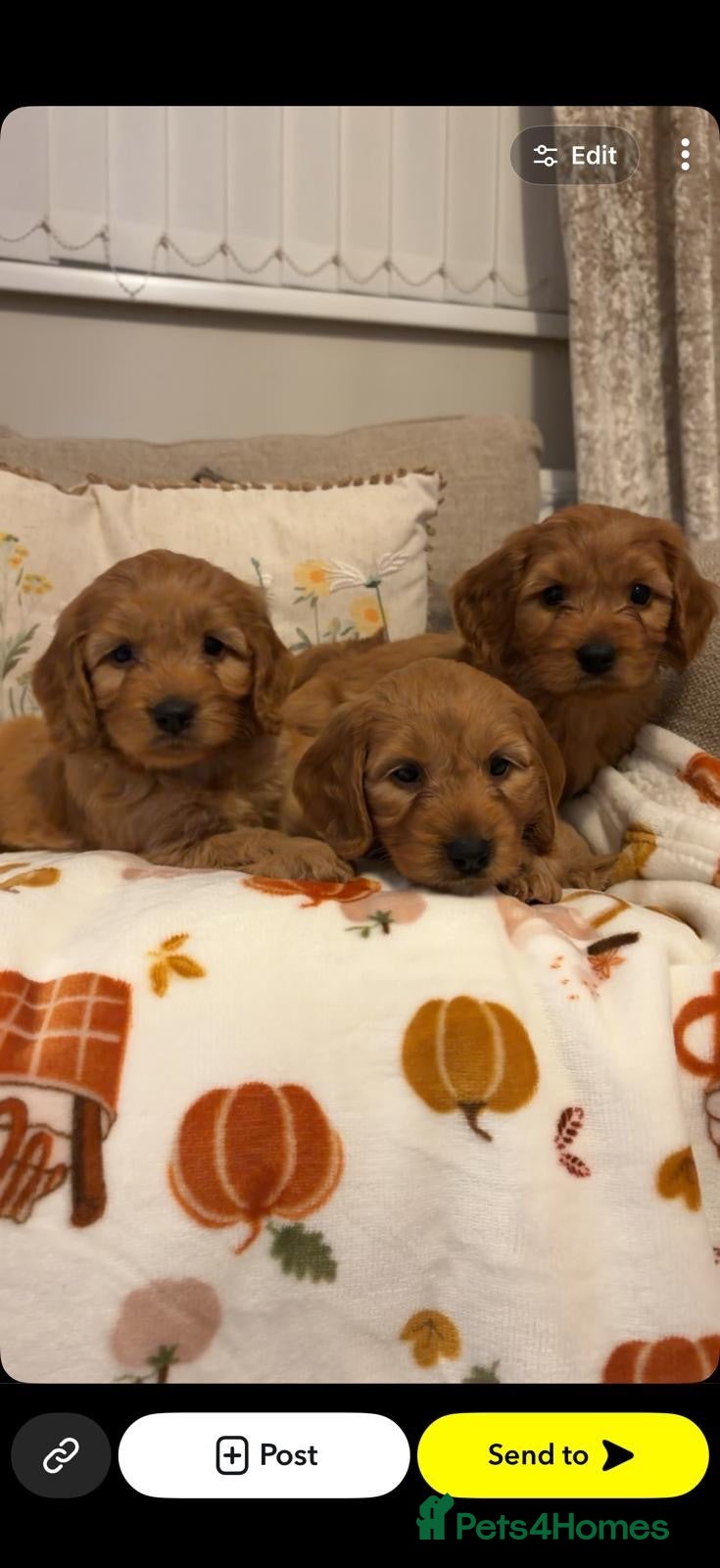 Cockapoo dogs Beautiful cockapoo puppies  - Advert 2