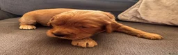 Cockapoo dogs for sale: Cockerpoo pups  in Kettering - Advert 6