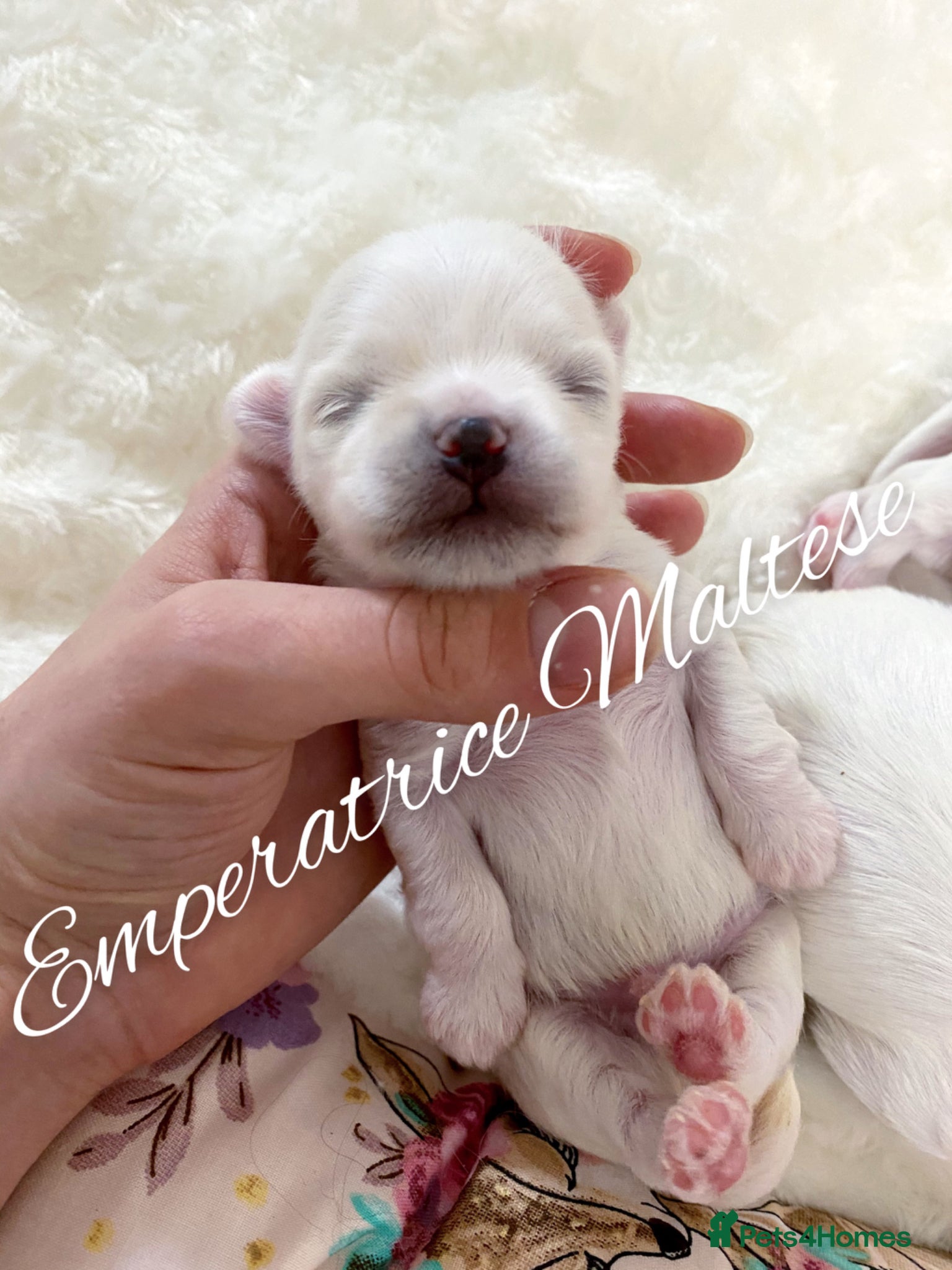 Maltese dogs Exclusive Tiny Kc Reg. Maltese By Emperatrice  - Advert 2